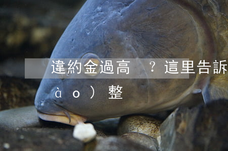 違約金過高？這里告訴你該如何調(diào)整